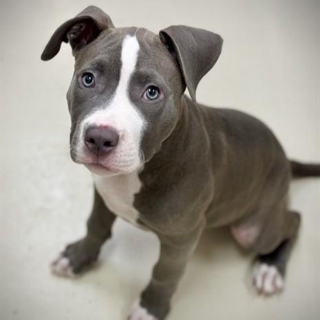 Yahtzee- #50280, ADOPTABLE, Puppy Female Pit Bull Terrier.