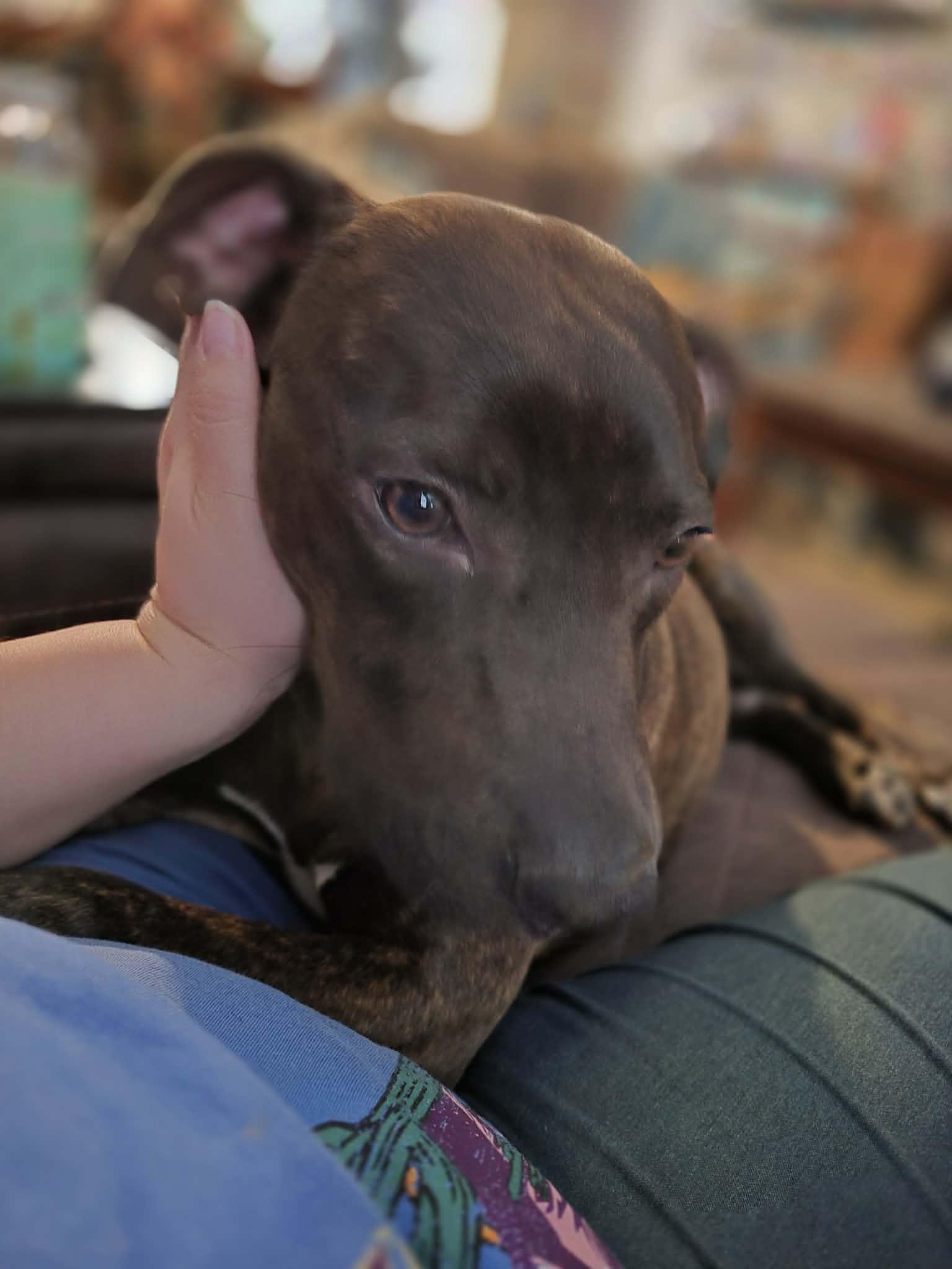 Enlarge Wemby, a Adoptable American Staffordshire Terrier in Austin , TX image 1/6