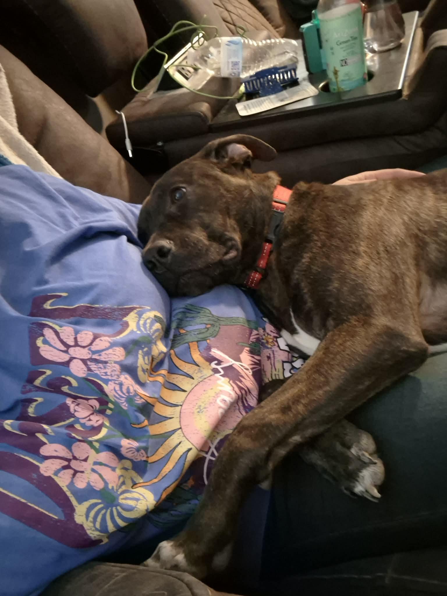 Enlarge Wemby, a Adoptable American Staffordshire Terrier in Austin , TX image 4/6