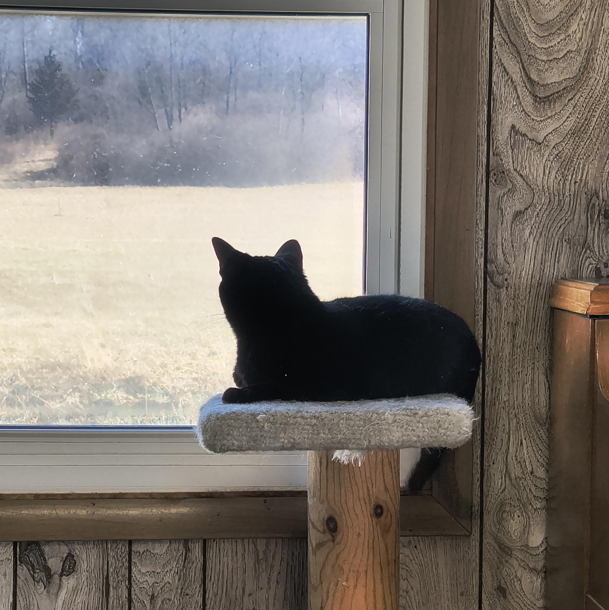 Phoebe , a Adoptable Domestic Short Hair in Cincinnati, OH image 2/4