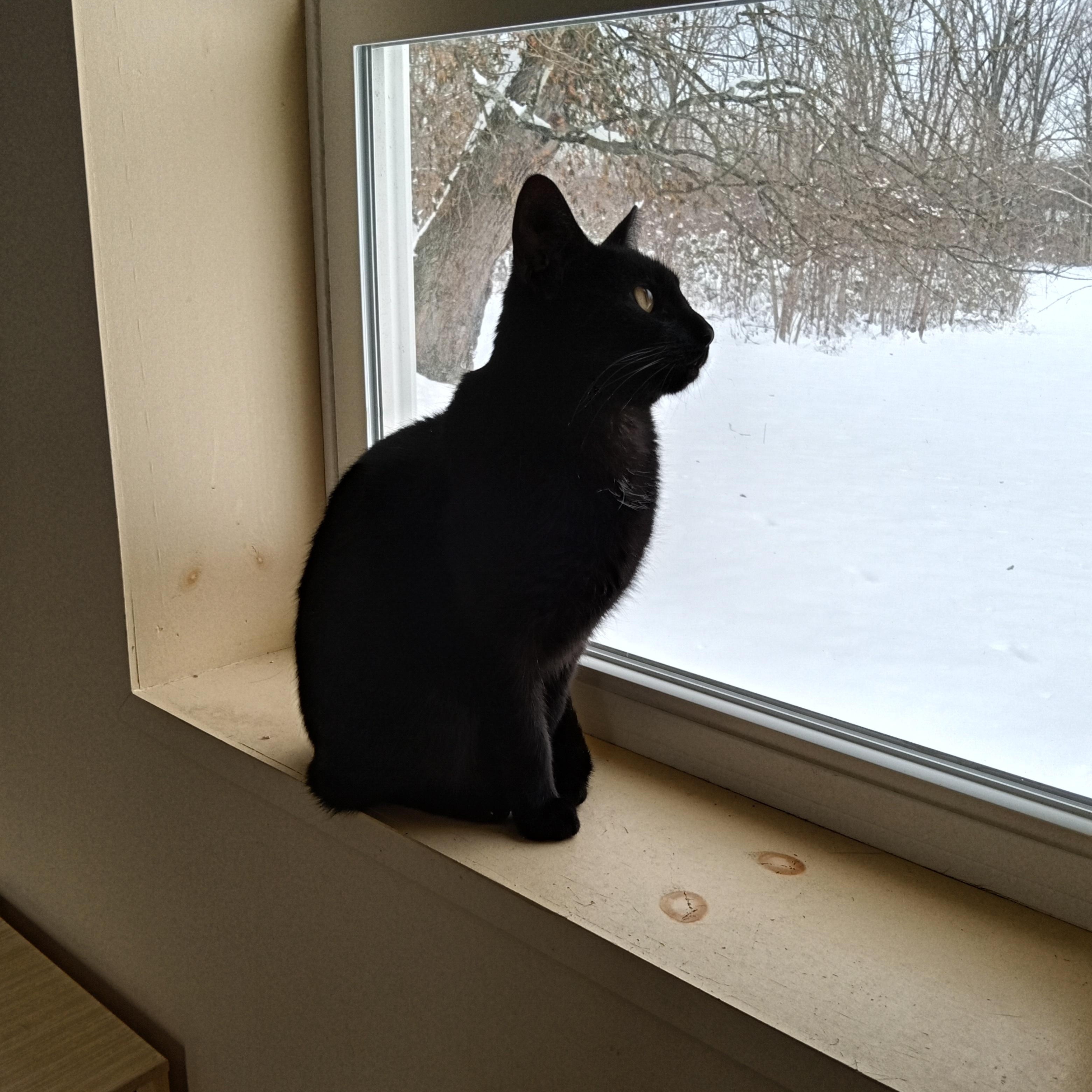 Enlarge Phoebe , a Adoptable Domestic Short Hair in Cincinnati, OH image 1/4