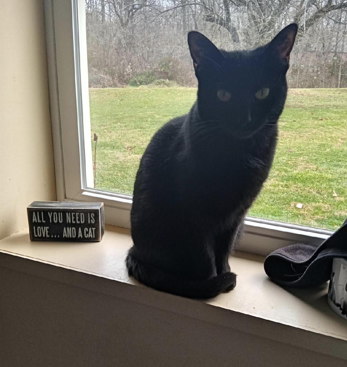 Enlarge Phoebe , a Adoptable Domestic Short Hair in Cincinnati, OH image 2/4