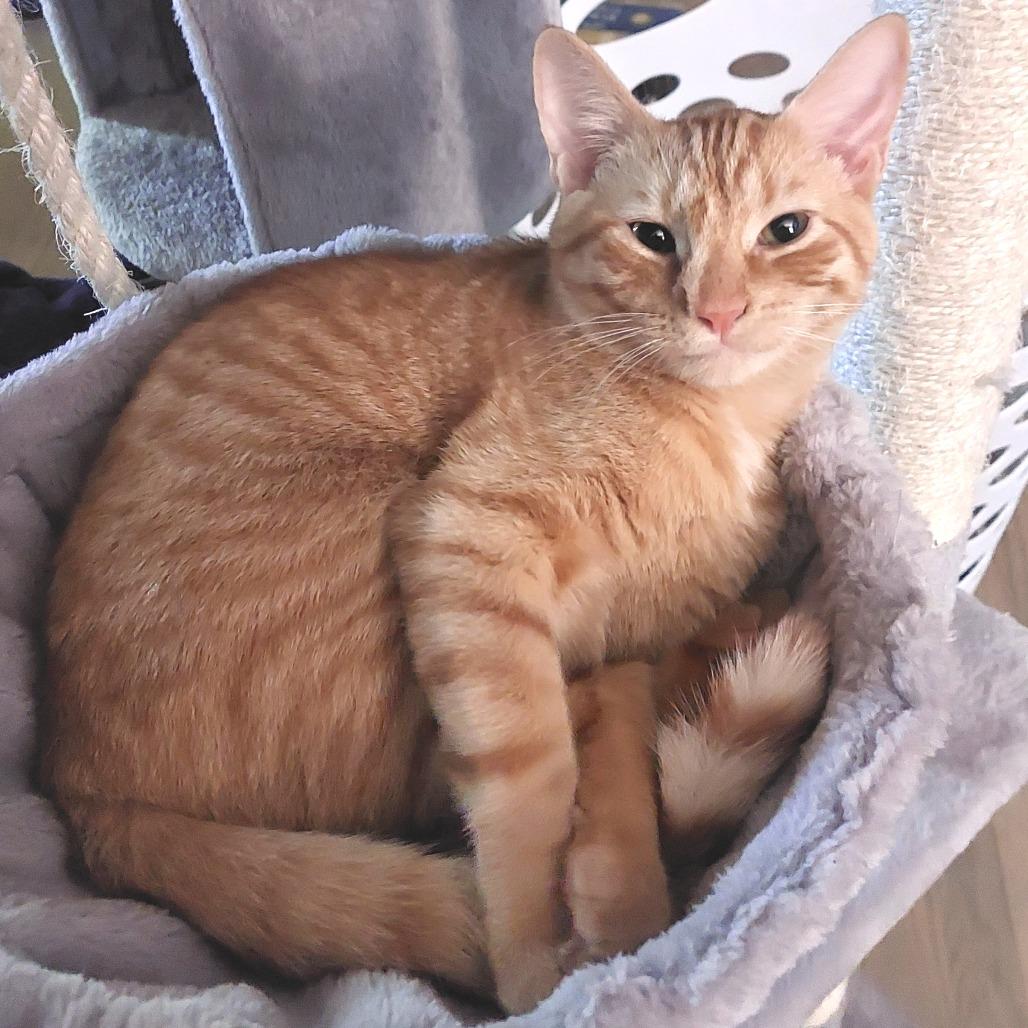 Donut, Adoptable, Adult Male Domestic Short Hair.