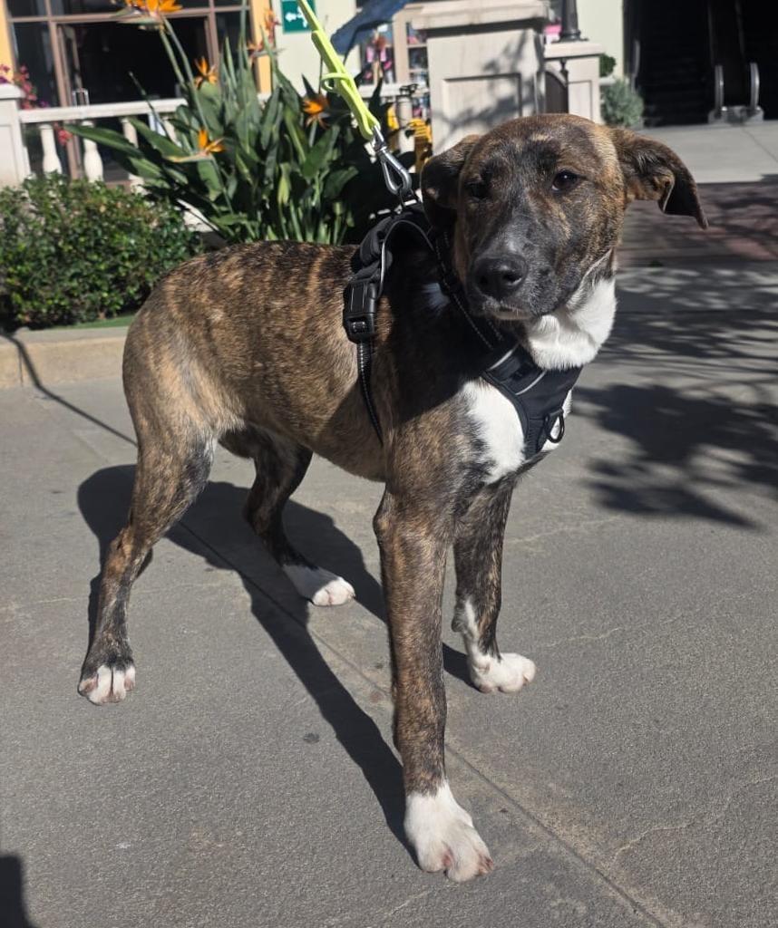 Dolce, Adoptable, Puppy Female Labrador Retriever & German Spitz.