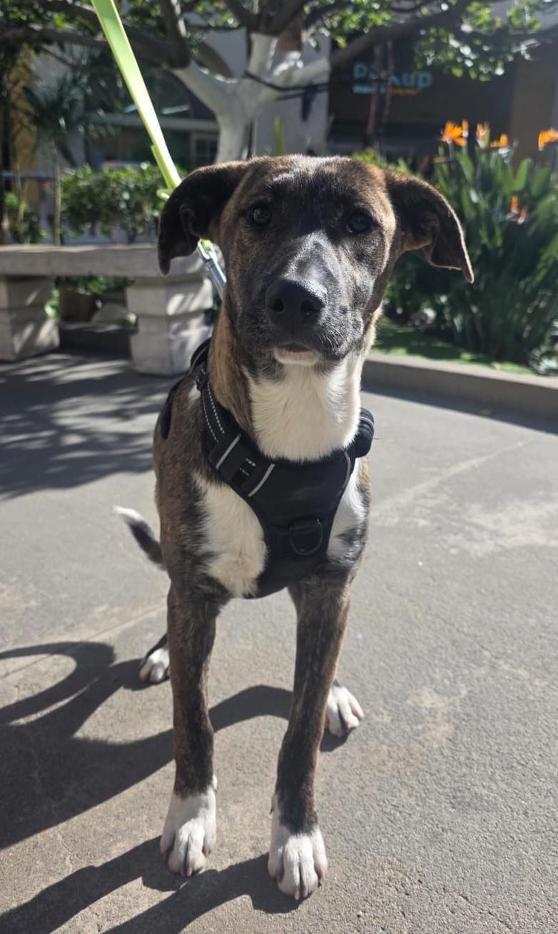 Enlarge Dolce, a Adoptable mixed breed in Tijuana, BCN image 2/4