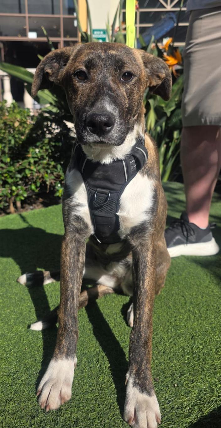 Enlarge Dolce, a Adoptable mixed breed in Tijuana, BCN image 3/4