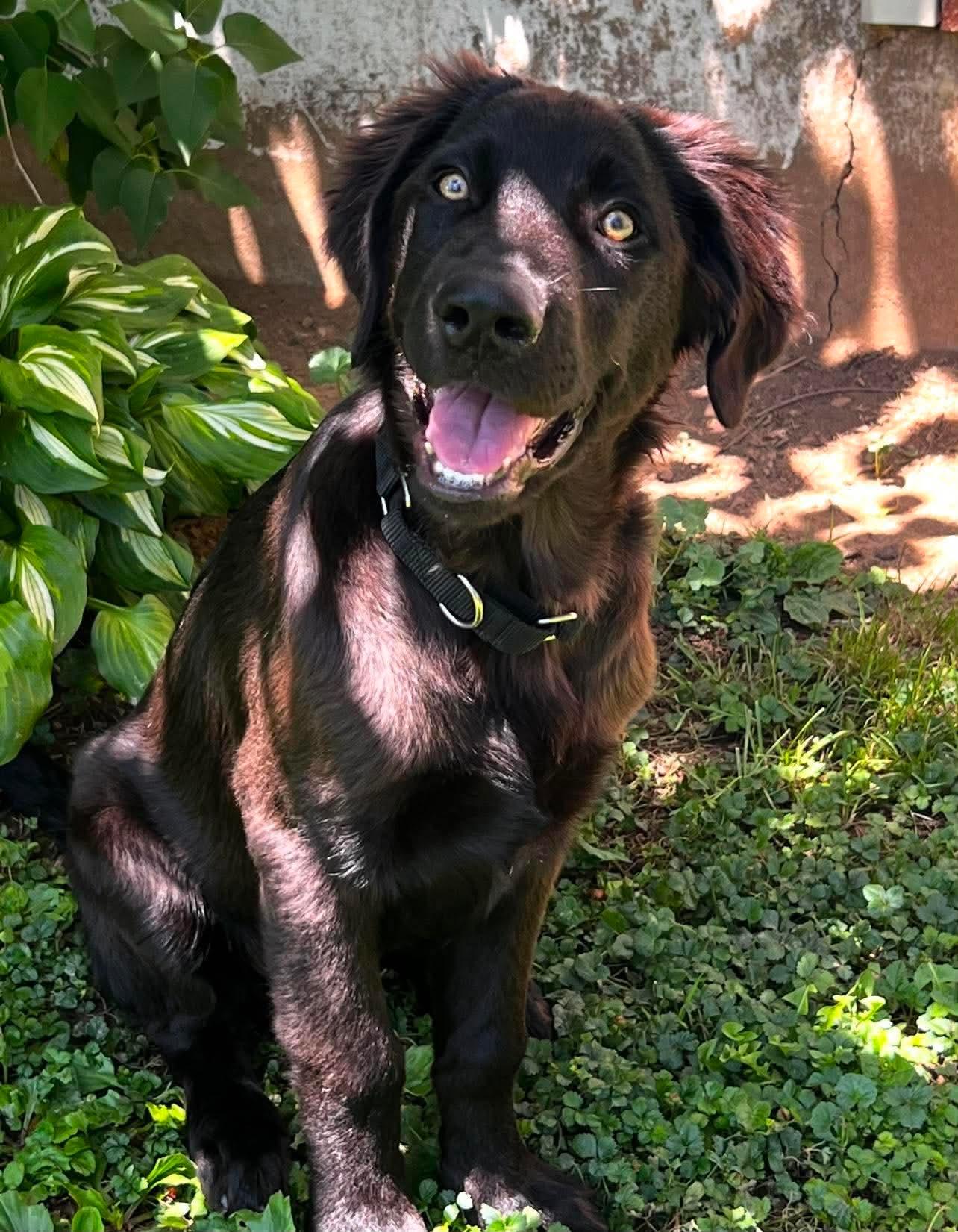 Jett, an adopted mixed breed in Kutztown, PA image 5/5