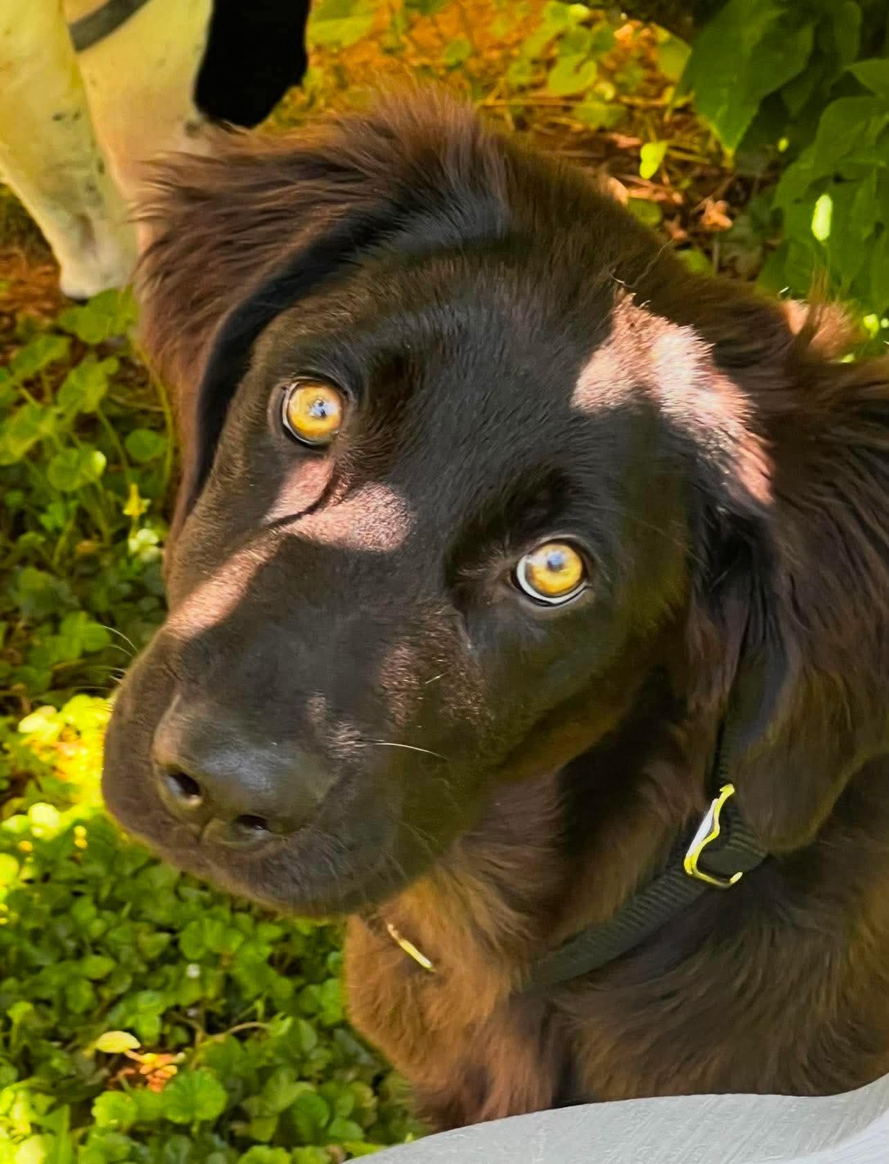 Jett, adopted, Puppy Male Golden Retriever & German Shepherd Dog.