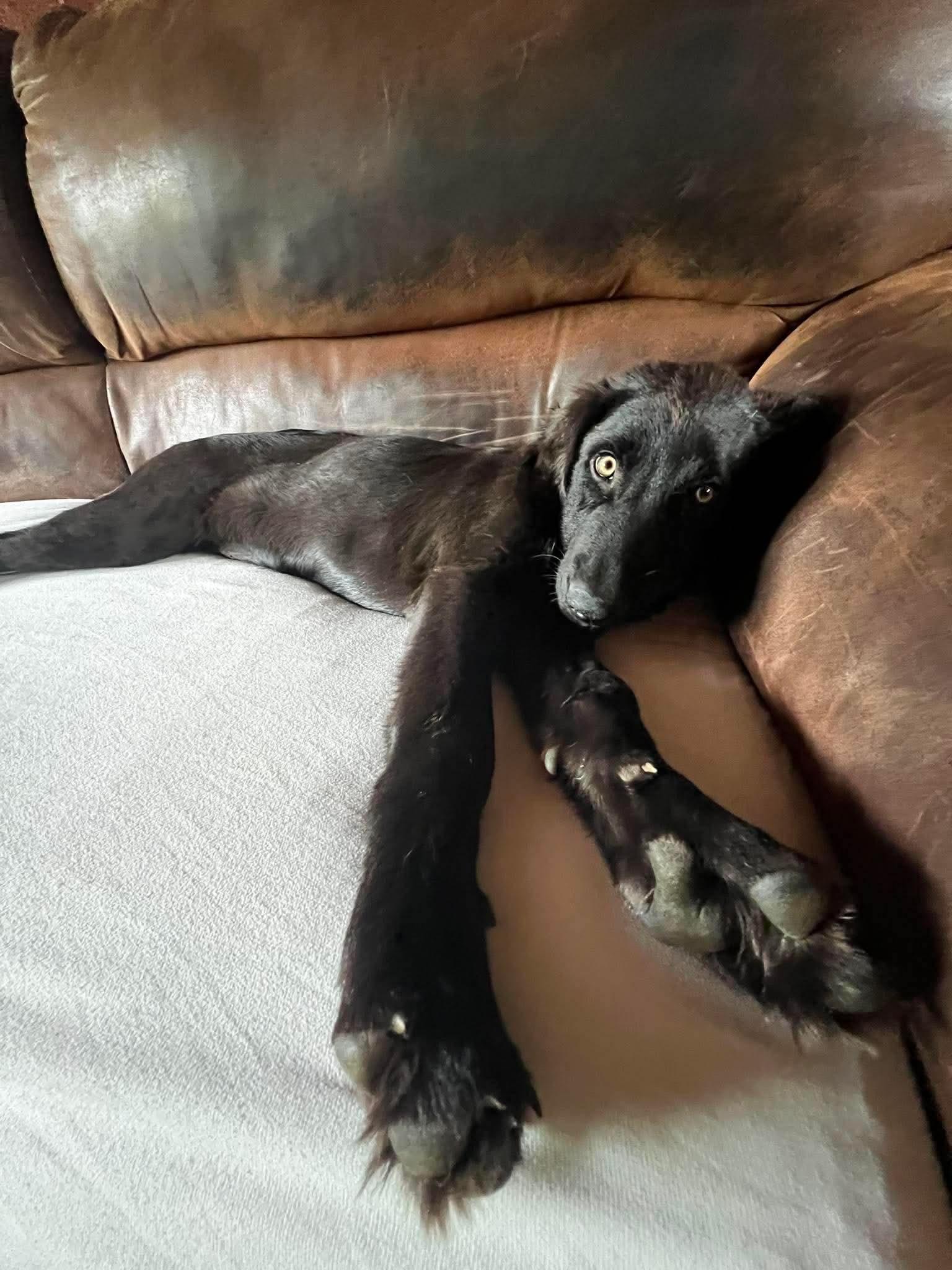 Jett, an adopted mixed breed in Kutztown, PA image 4/5