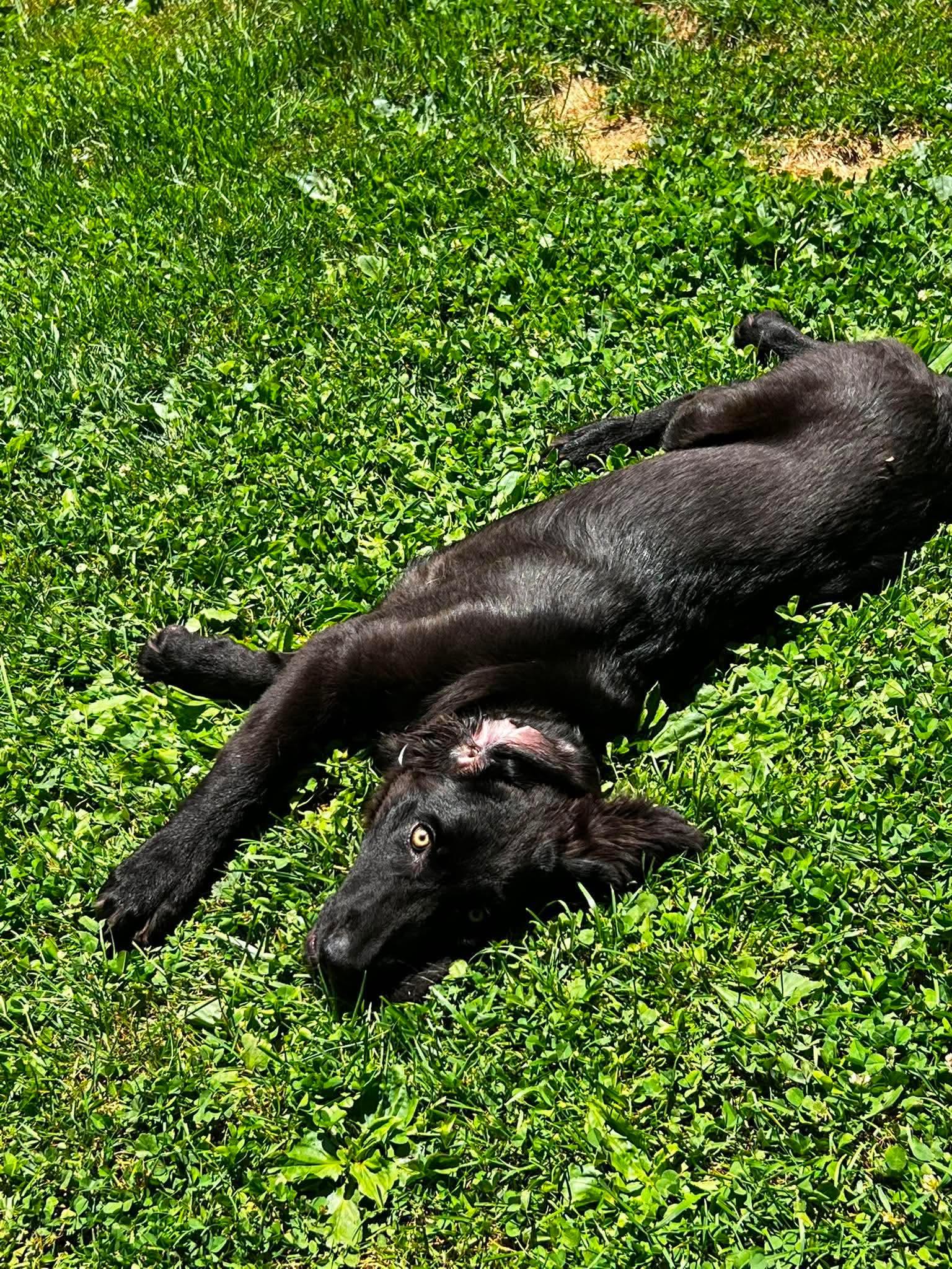 Jett, an adopted mixed breed in Kutztown, PA image 3/5