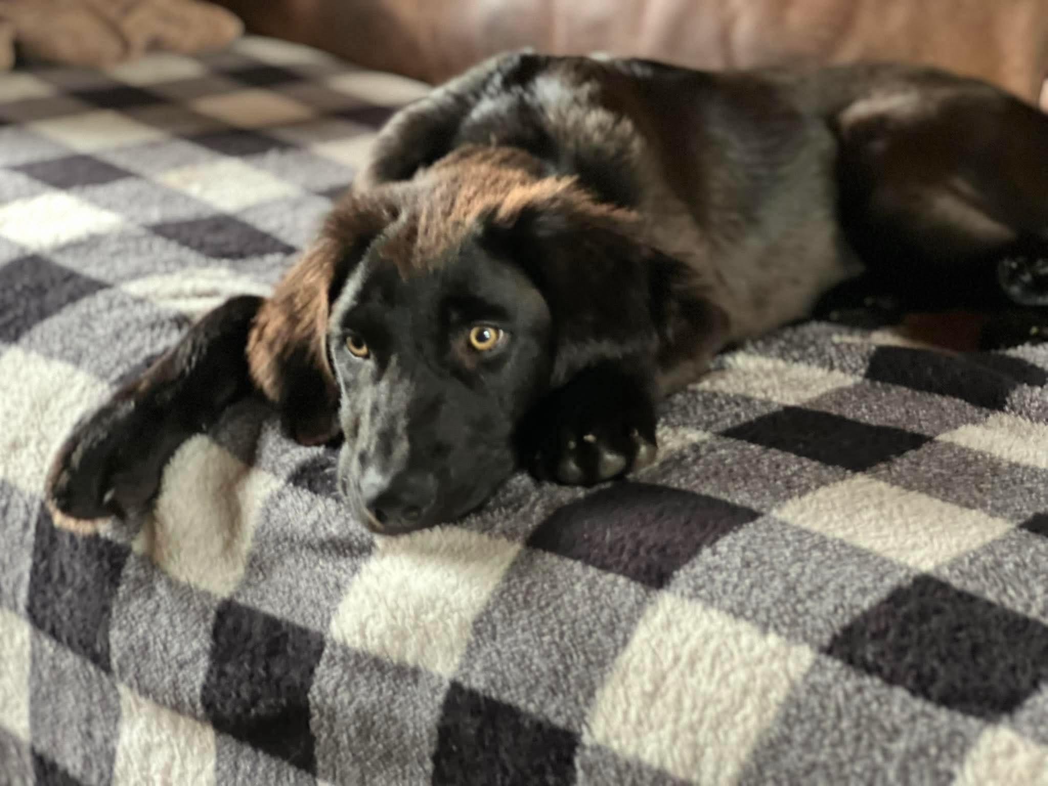 Jett, an adopted mixed breed in Kutztown, PA image 2/5