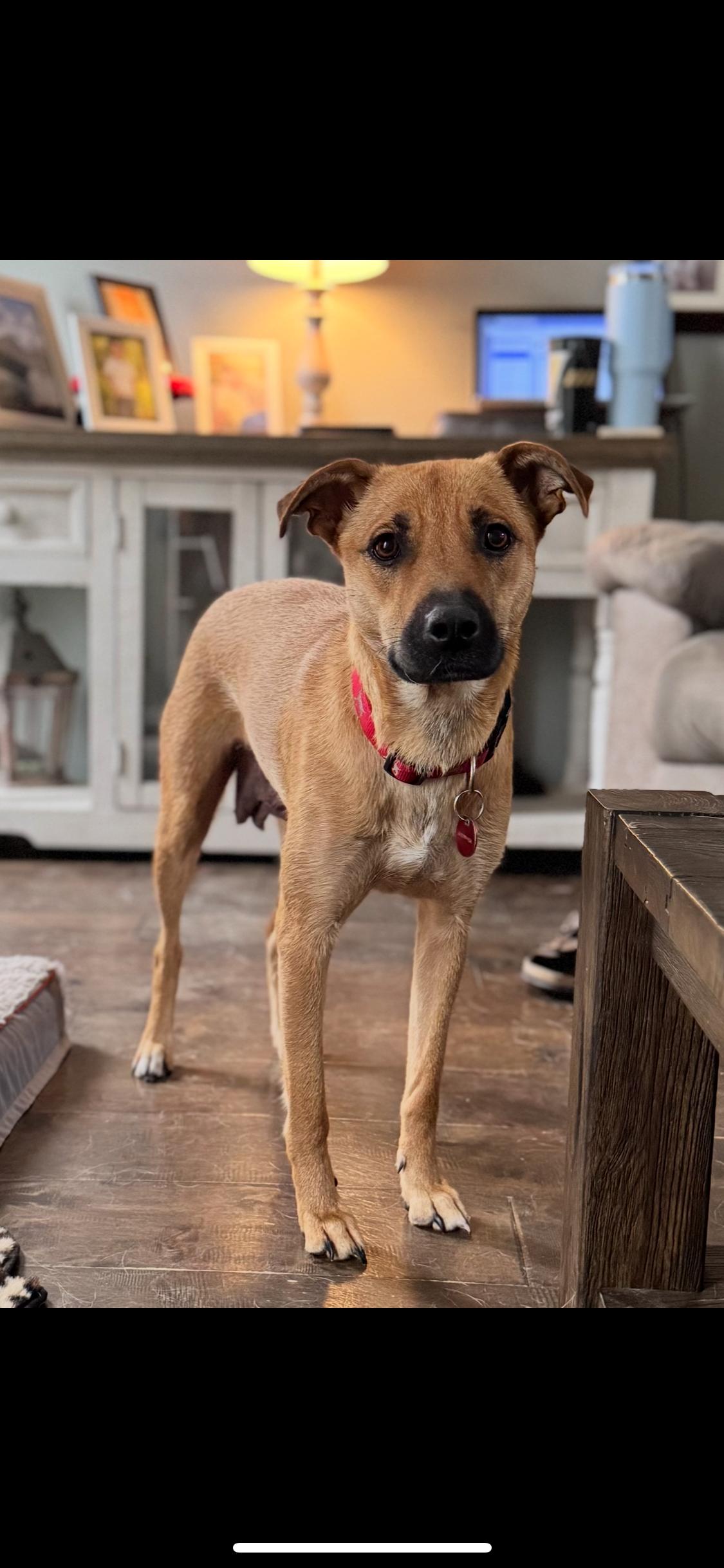 Sugar Plum, Adoptable, Adult Female Labrador Retriever.