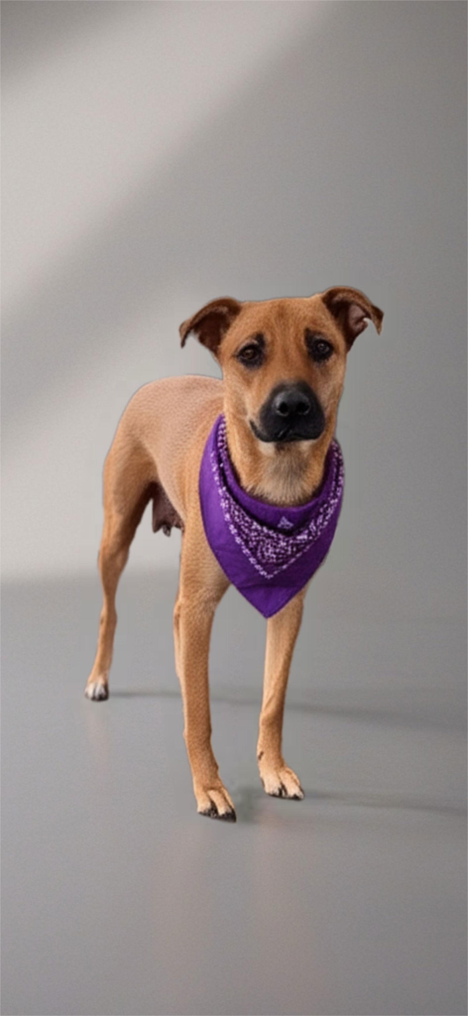 Sugar Plum, a Adoptable Labrador Retriever in Nashville, TN image 2/3