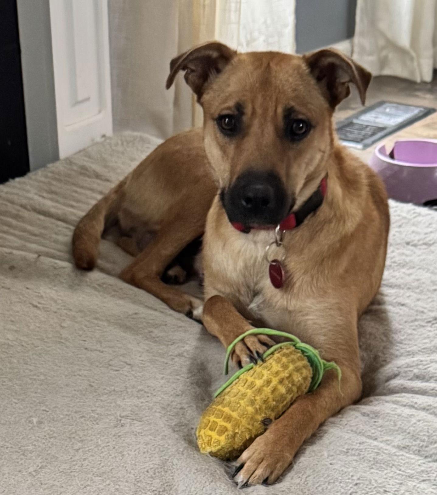 Sugar Plum, a Adoptable Labrador Retriever in Nashville, TN image 3/3