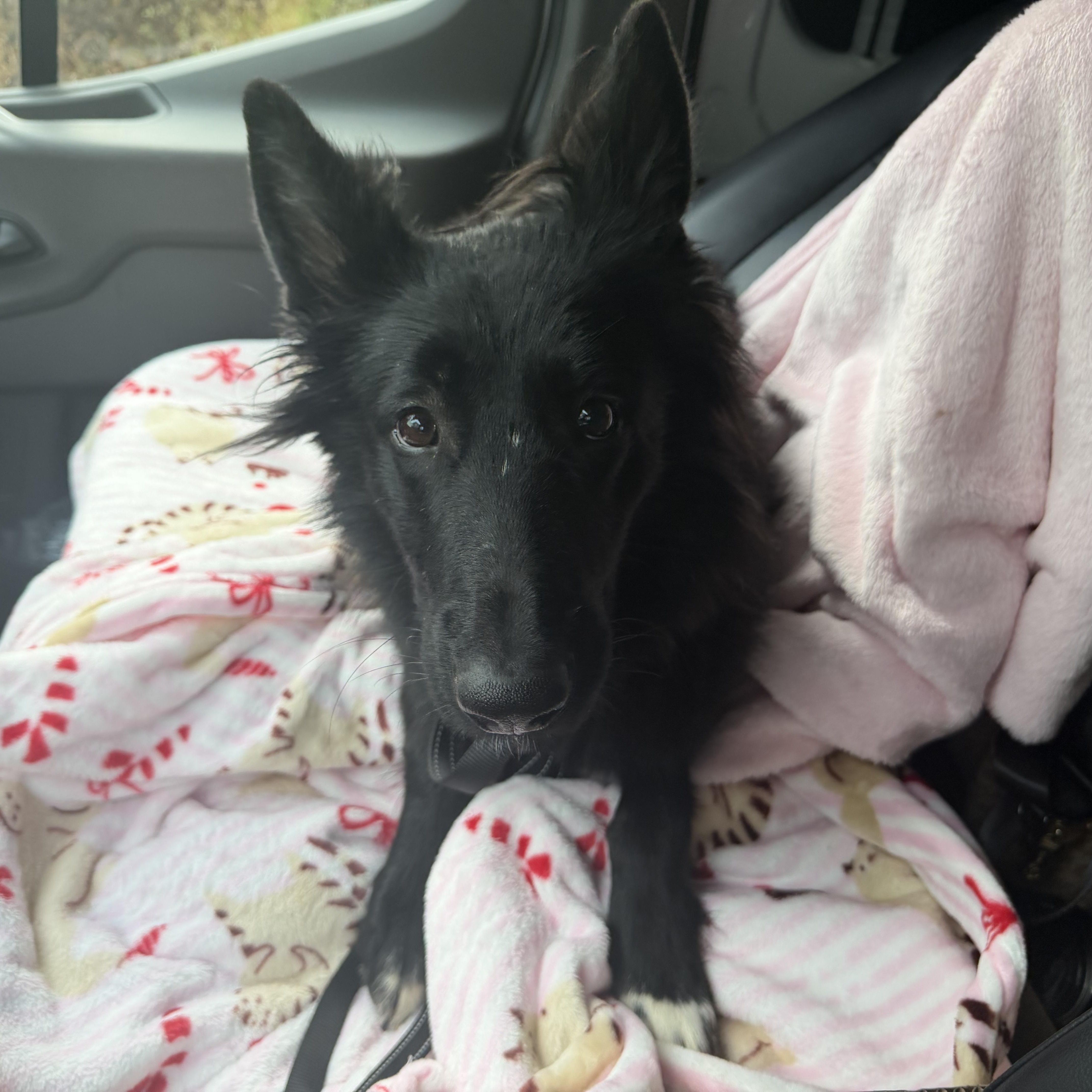 Enlarge Natasha, a ADOPTABLE mixed breed in Palm Coast, FL image 2/3