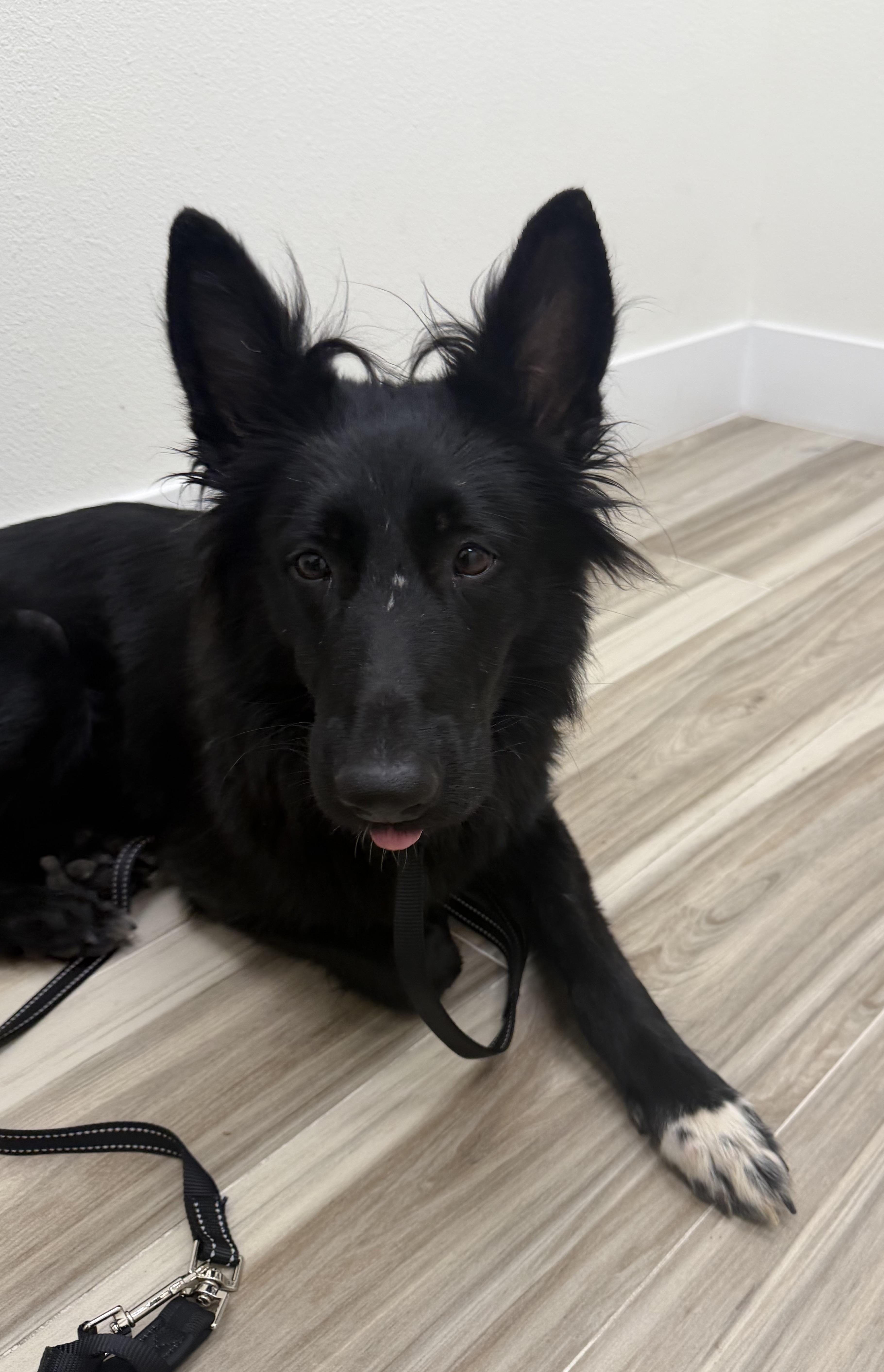 Enlarge Natasha, a ADOPTABLE mixed breed in Palm Coast, FL image 3/3