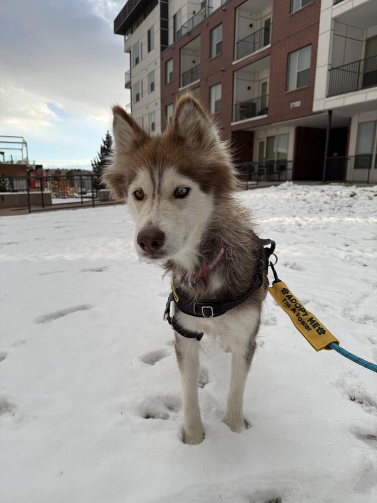 Maya, Adoptable, Adult Female Siberian Husky.