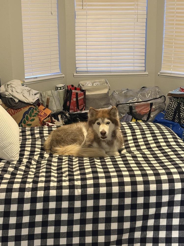 Enlarge Maya, a Adoptable mixed breed in Denver, CO image 2/6