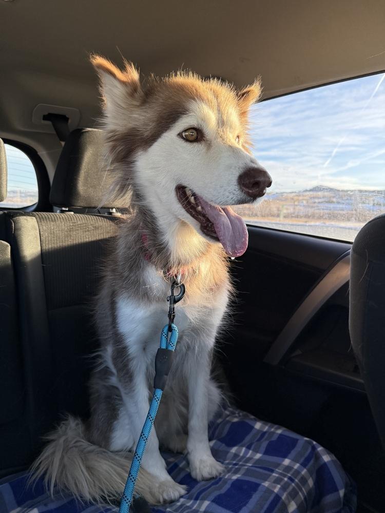 Enlarge Maya, a Adoptable mixed breed in Denver, CO image 3/6