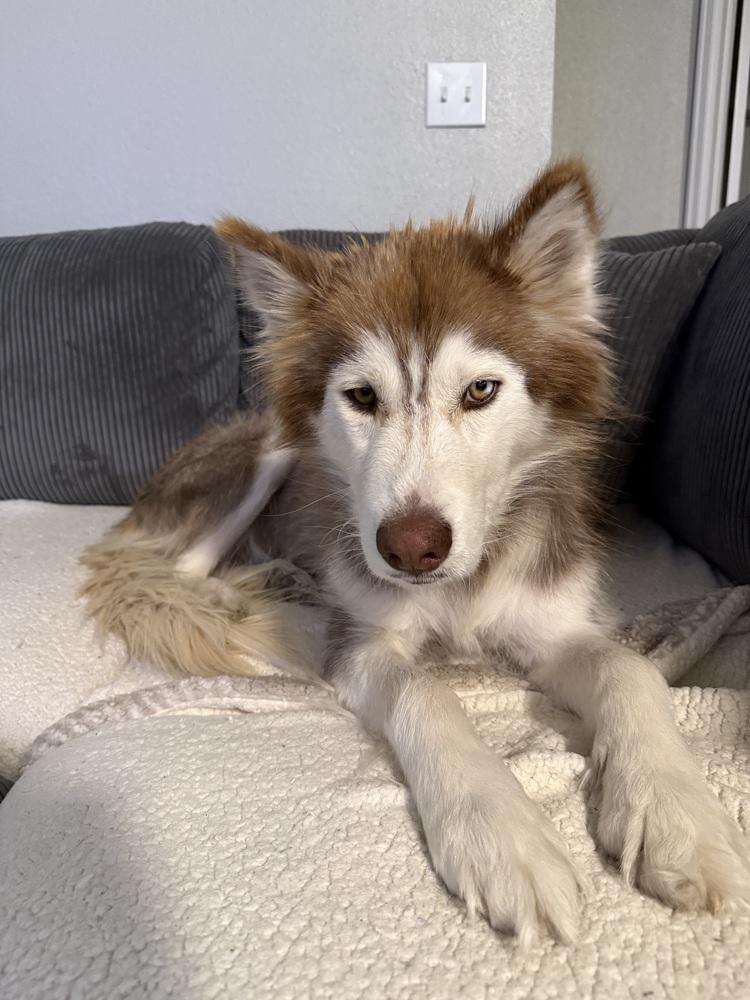 Enlarge Maya, a Adoptable mixed breed in Denver, CO image 4/6