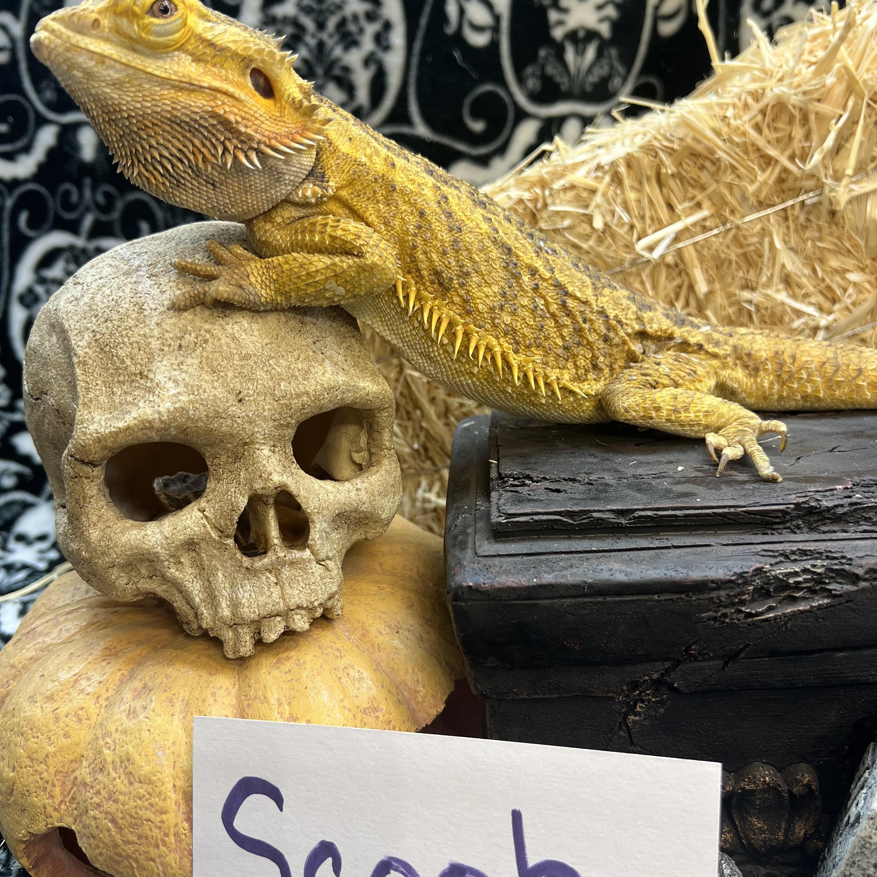 Scooby, Adoptable, Adult Unknown Bearded Dragon.