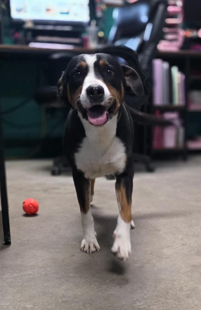 Comet, Adoptable, Adult Male Entlebucher & Mixed Breed.