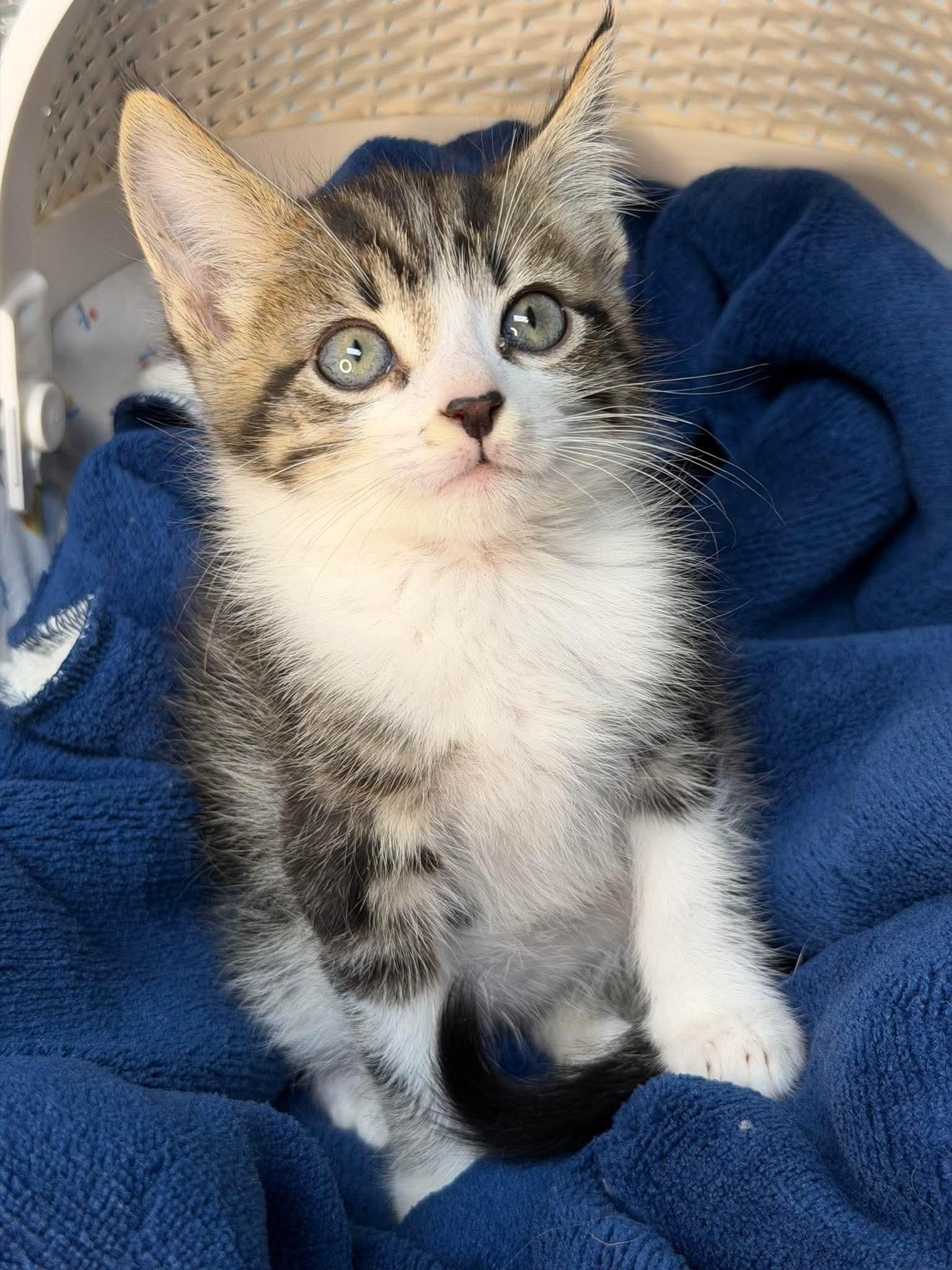 Comet - Sweet and affectionate, a Adoptable Domestic Short Hair in Muskego, WI image 1/6