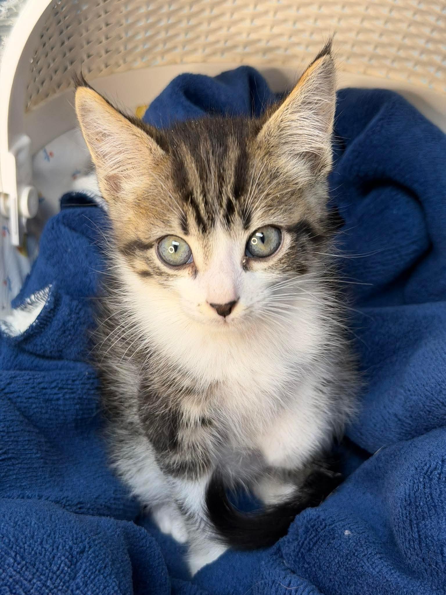 Comet - Sweet and affectionate, a Adoptable Domestic Short Hair in Muskego, WI image 3/6