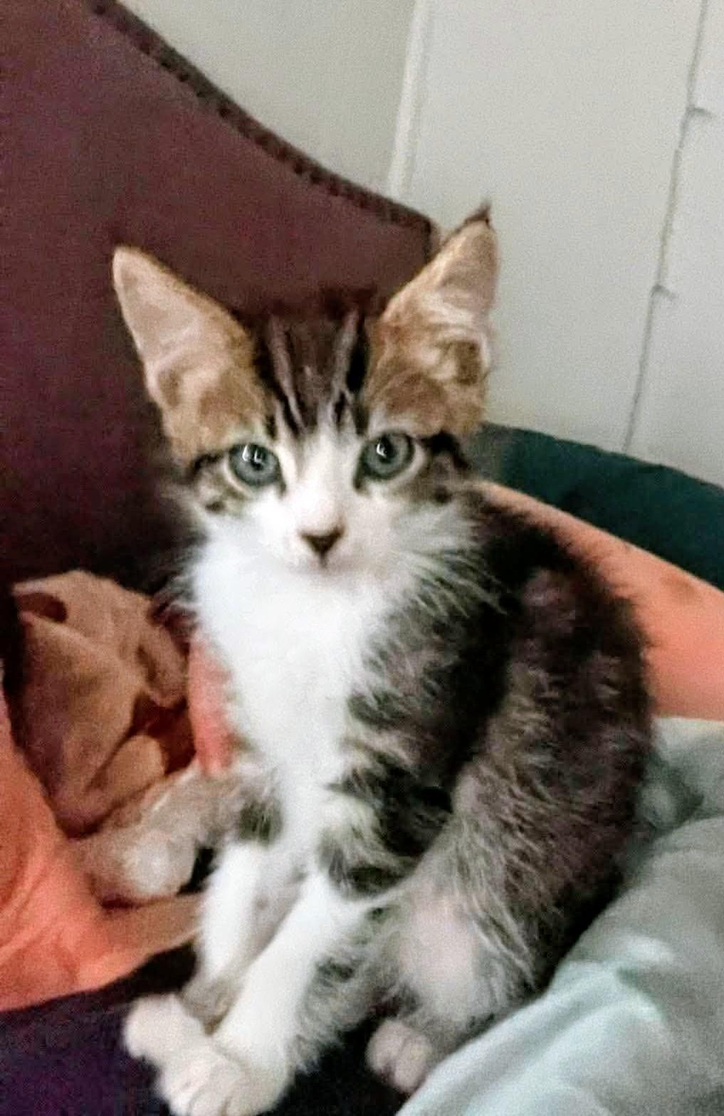 Comet - Sweet and affectionate, a Adoptable Domestic Short Hair in Muskego, WI image 5/6
