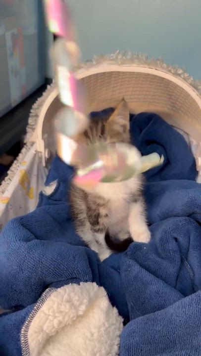 Enlarge Comet - Sweet and affectionate, a Adoptable Domestic Short Hair in Muskego, WI video 2/6