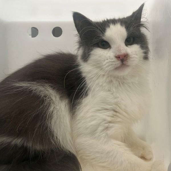 Turquoise, Adoptable, Young Female Domestic Medium Hair.