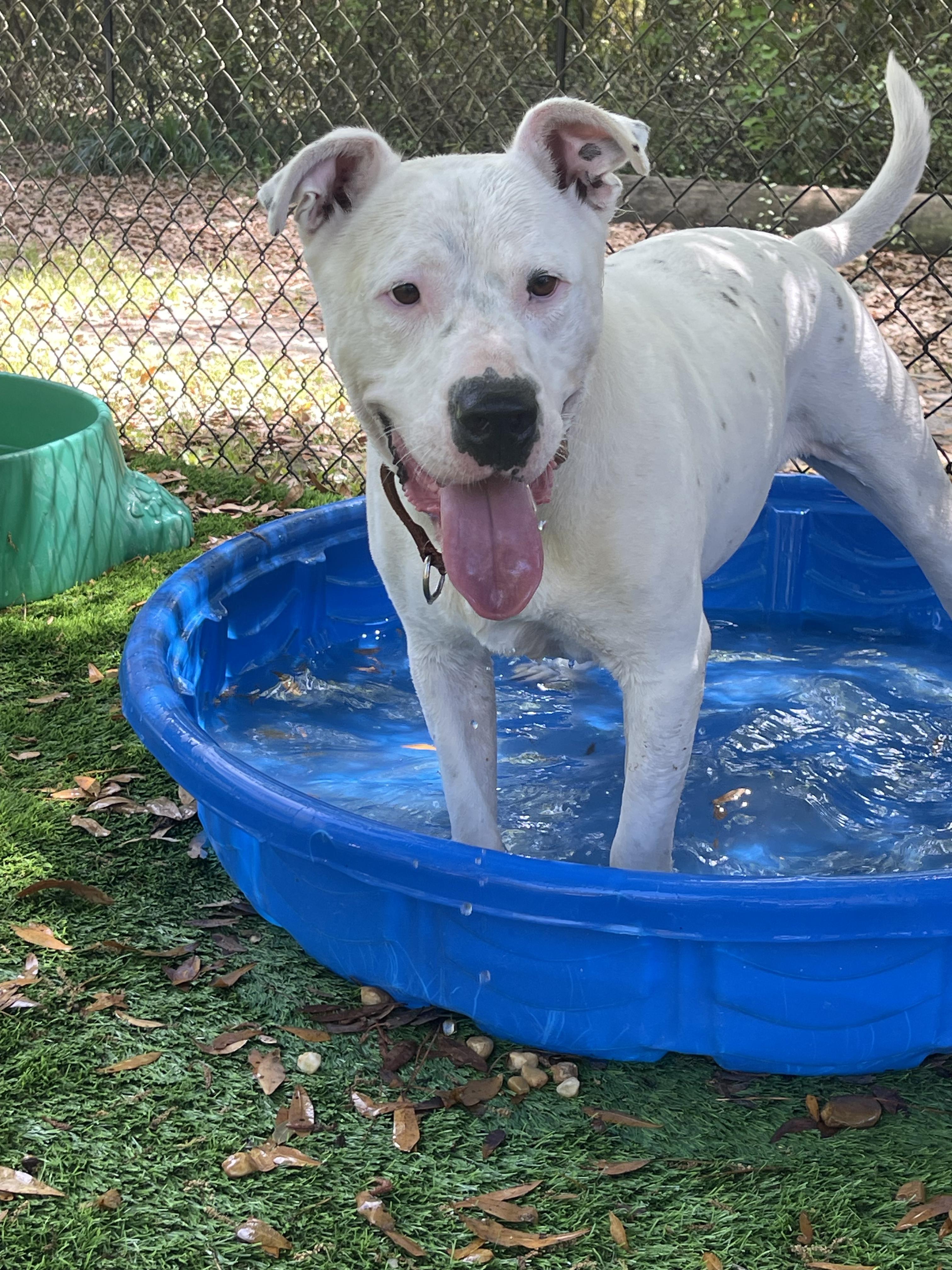 walker, ADOPTABLE, Adult Male American Bulldog.