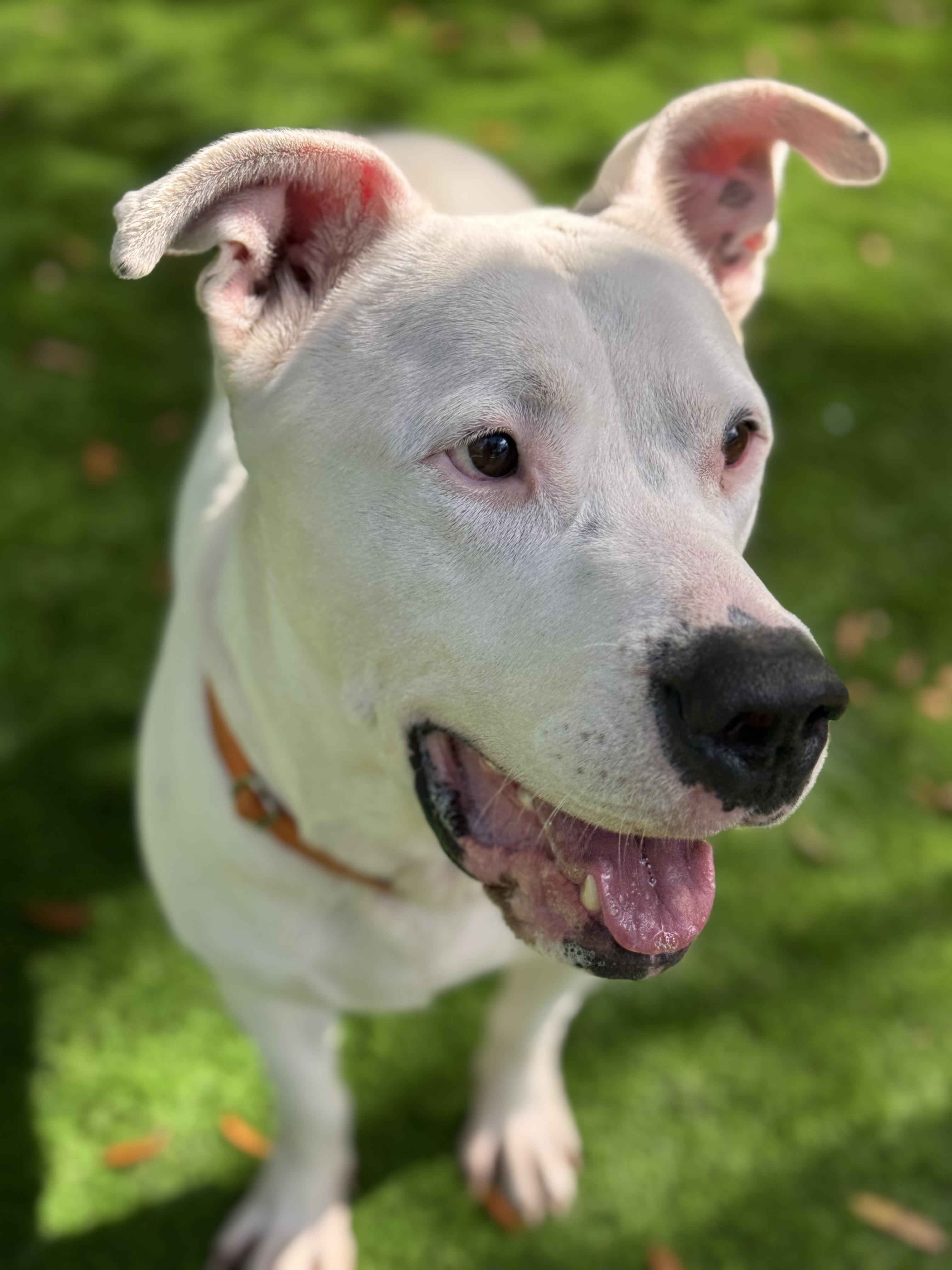 Enlarge walker, a ADOPTABLE American Bulldog in Pawleys Island, SC image 2/2