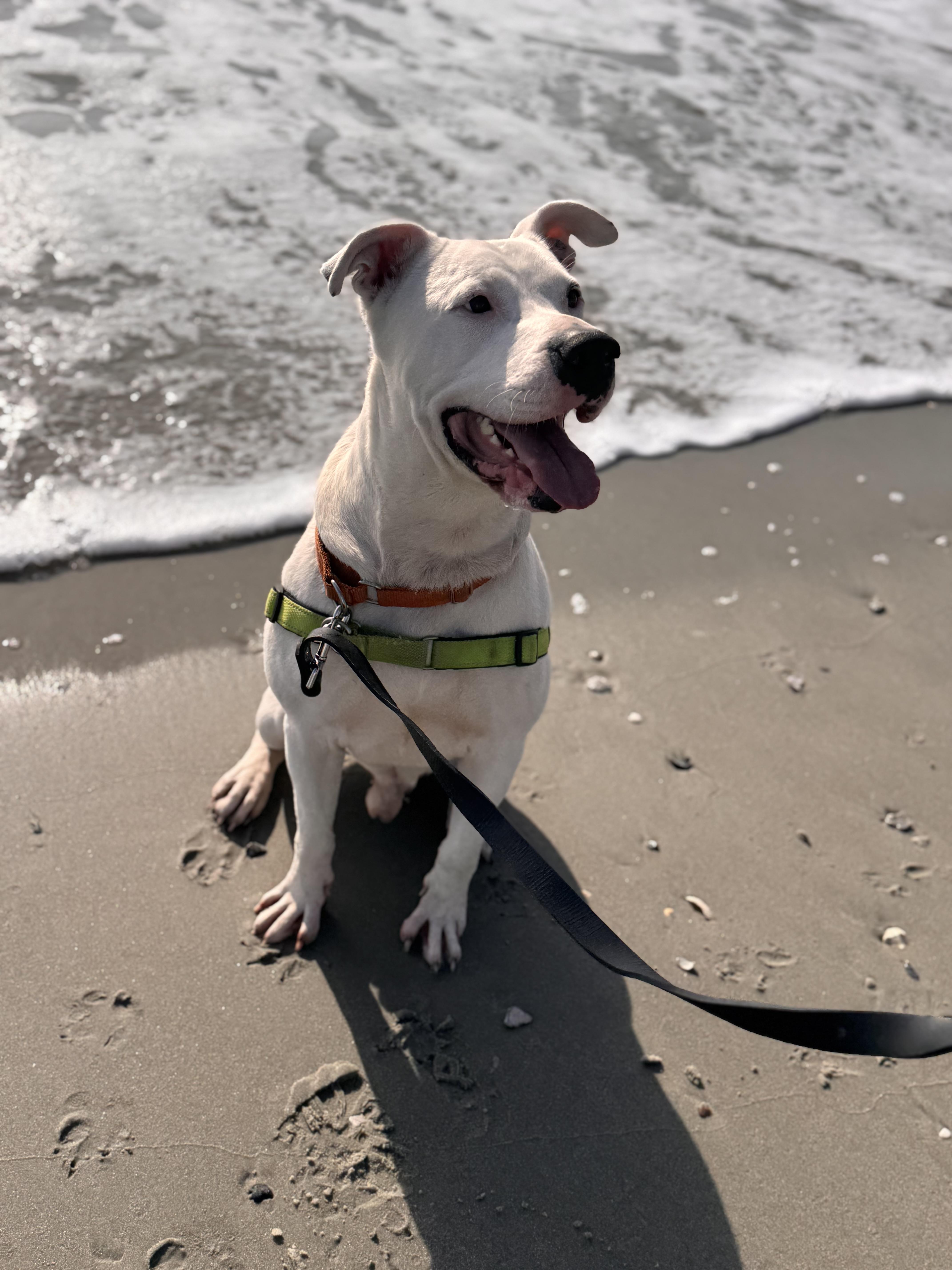 walker, ADOPTABLE, Adult Male American Bulldog.