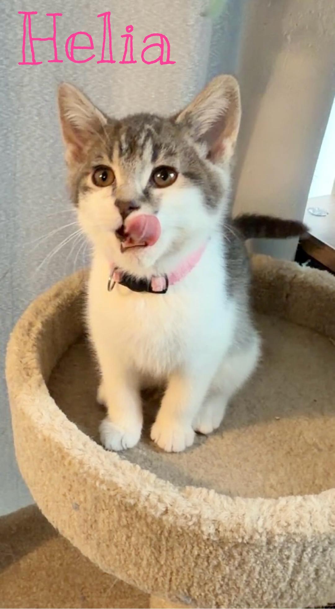 Enlarge Helia, an adopted Domestic Short Hair in Syracuse, NY image 2/6