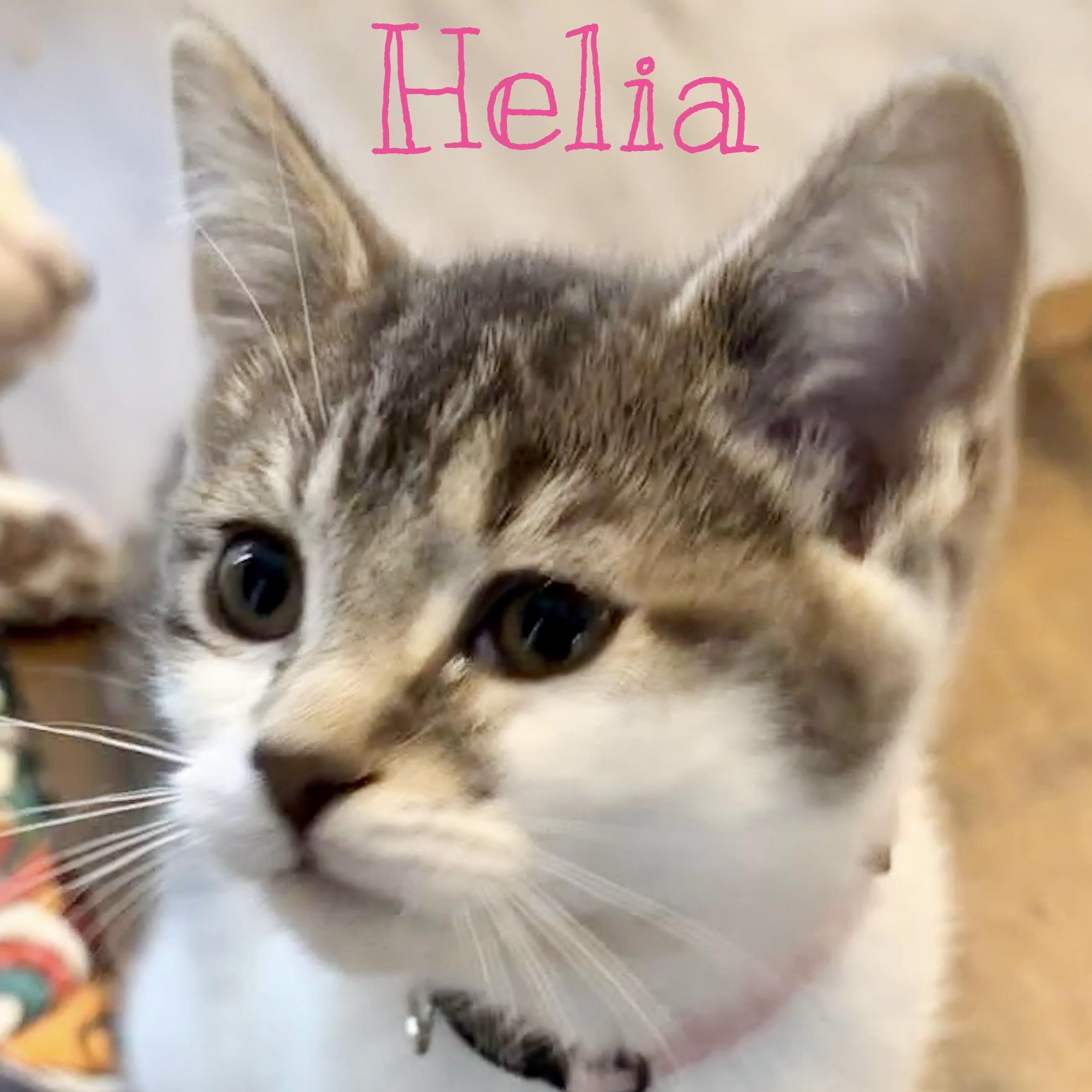 Helia, adopted, Kitten Female Domestic Short Hair.