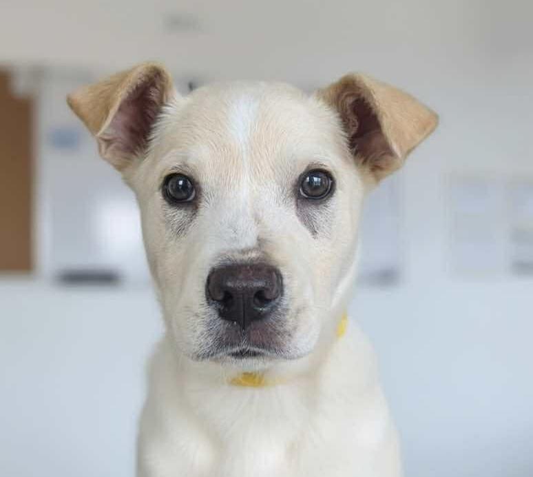 Bryce, ADOPTABLE, Puppy Male Jack Russell Terrier & Cattle Dog.