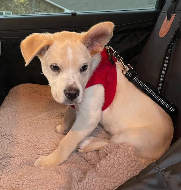 Enlarge Bryce, an adopted mixed breed in Cumming, GA image 5/6