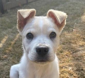 Enlarge Bryce, an adopted mixed breed in Cumming, GA image 2/6