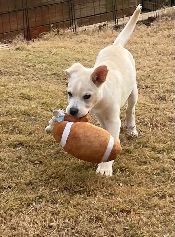 Enlarge Bryce, an adopted mixed breed in Cumming, GA image 6/6
