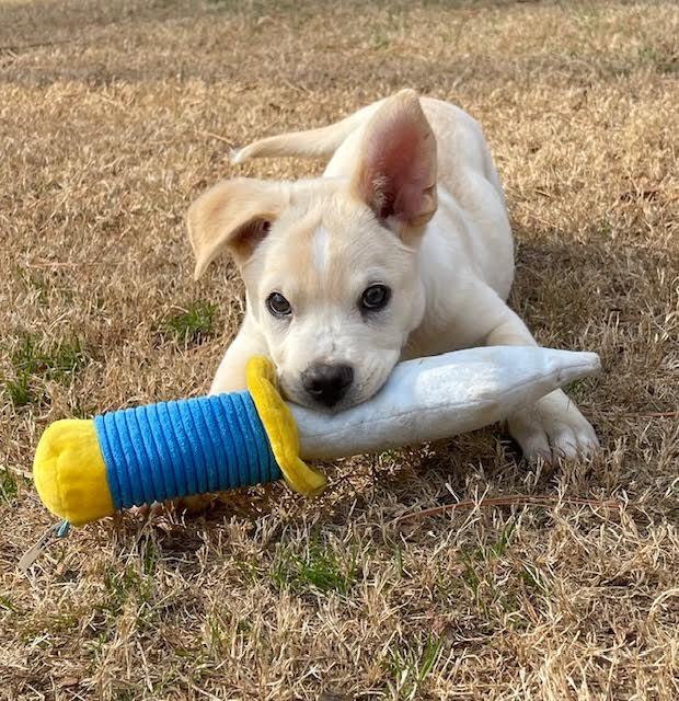 Enlarge Bryce, an adopted mixed breed in Cumming, GA image 1/6