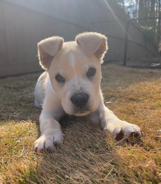 Enlarge Bryce, an adopted mixed breed in Cumming, GA image 3/6