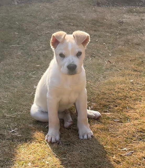 Enlarge Bryce, an adopted mixed breed in Cumming, GA image 4/6