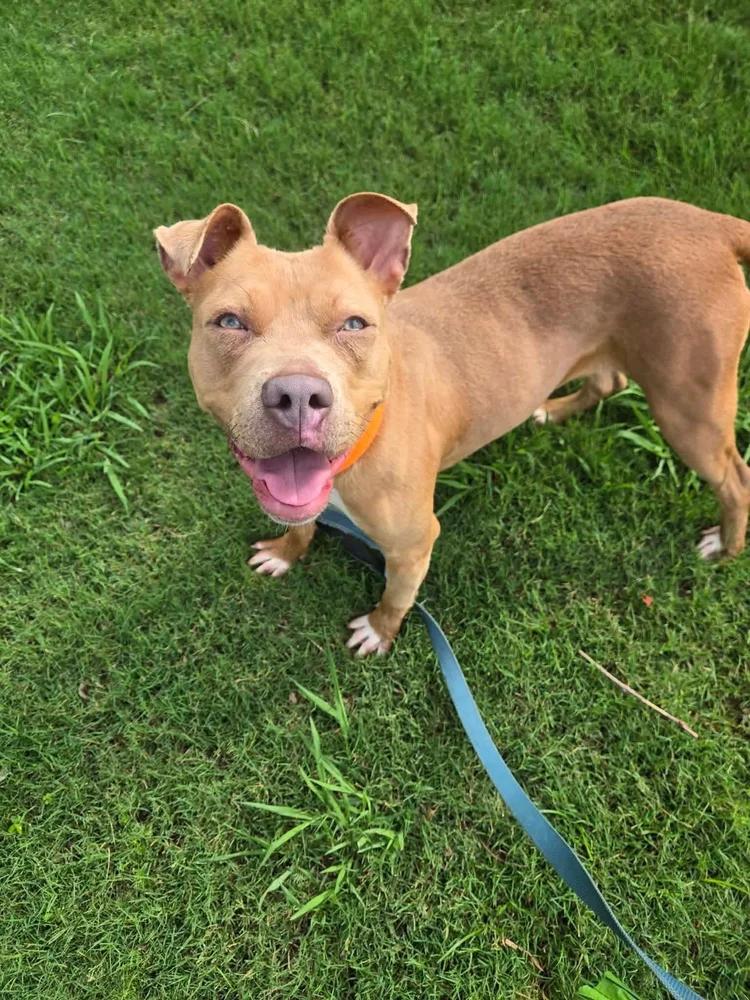 Tiny, a ADOPTABLE mixed breed in Huntsville, AL image 1/6