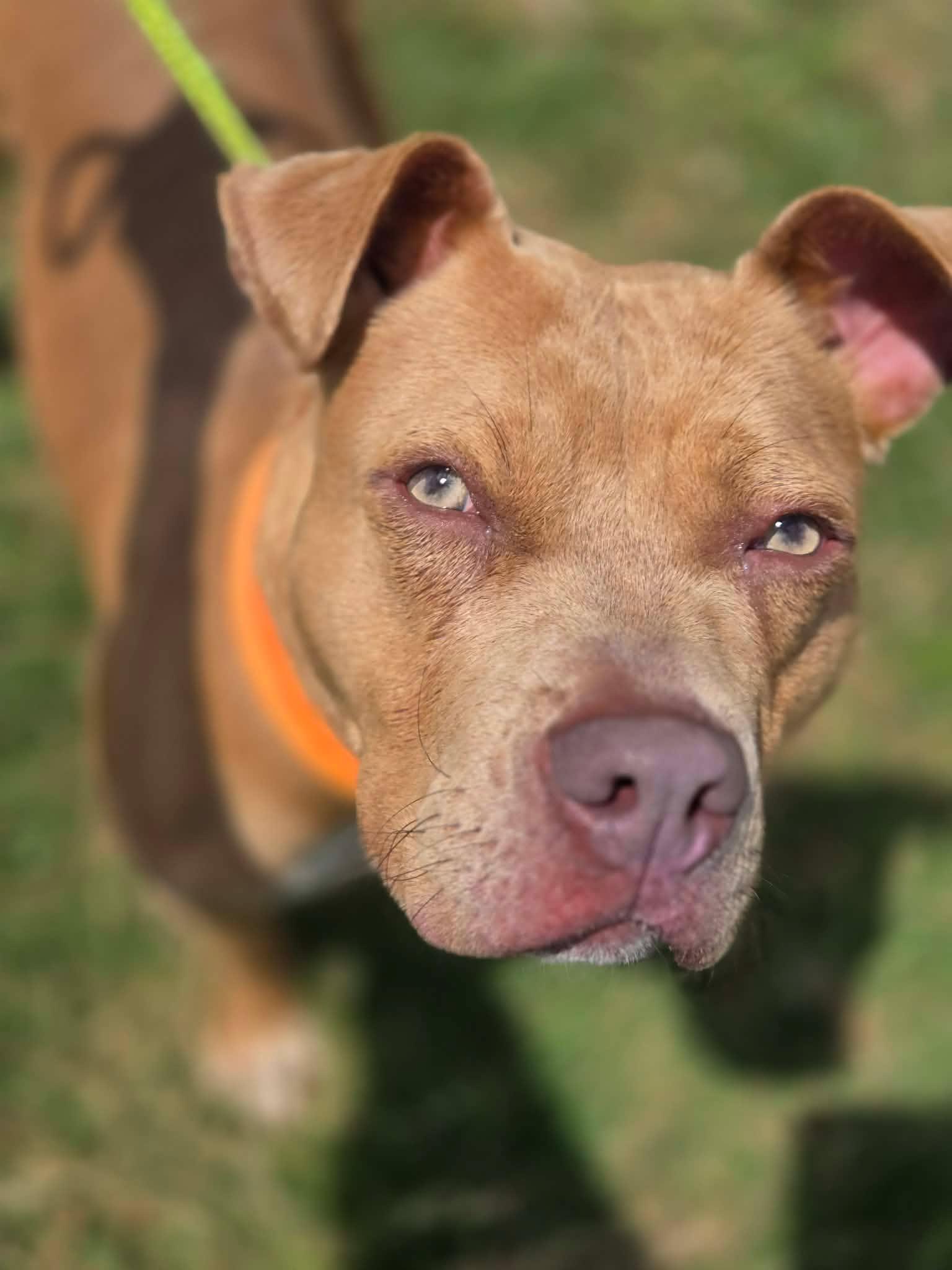 Tiny, a ADOPTABLE mixed breed in Huntsville, AL image 5/6