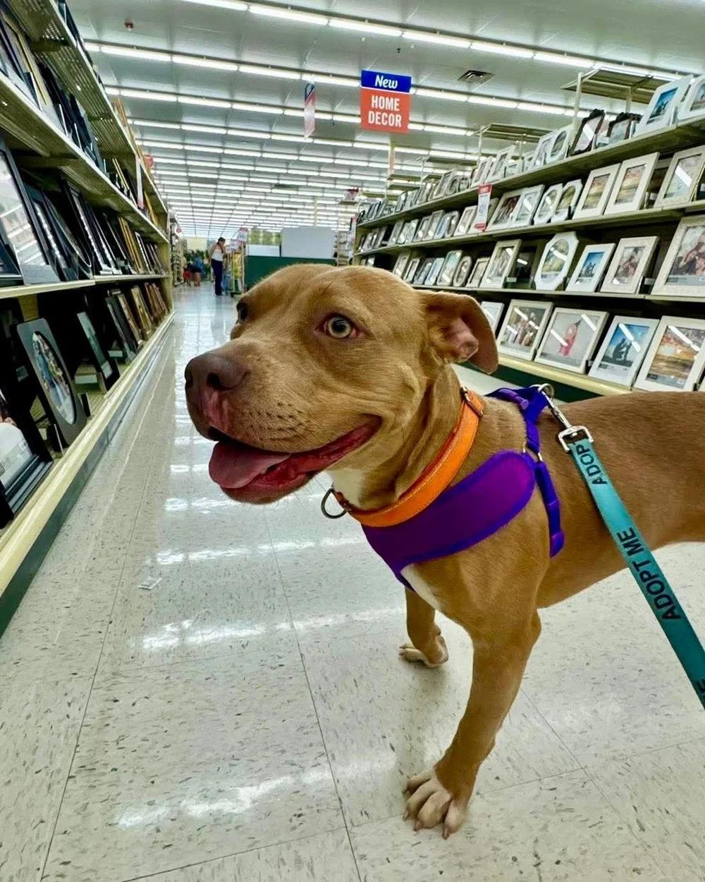 Tiny, a ADOPTABLE mixed breed in Huntsville, AL image 6/6