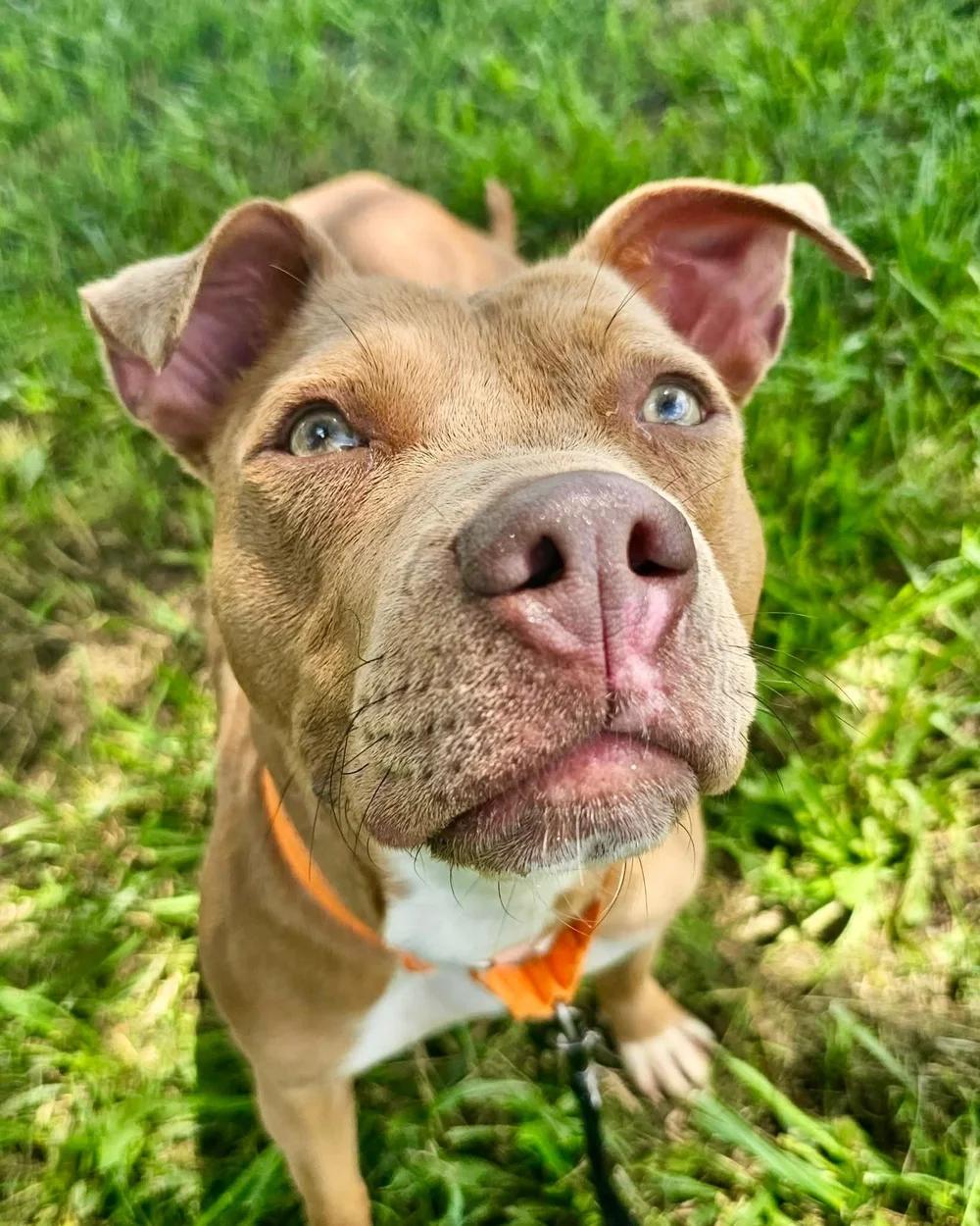 Tiny, a ADOPTABLE mixed breed in Huntsville, AL image 3/6