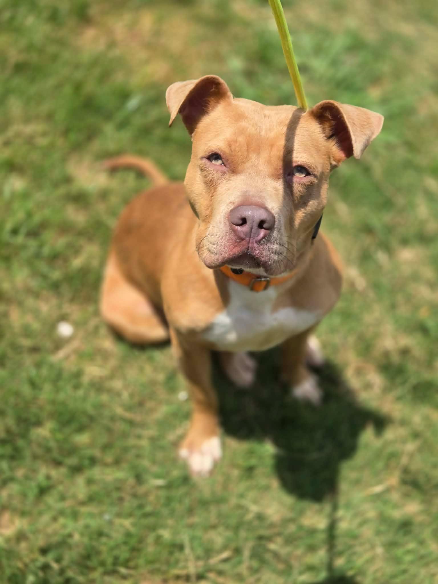 Tiny, a ADOPTABLE mixed breed in Huntsville, AL image 2/6