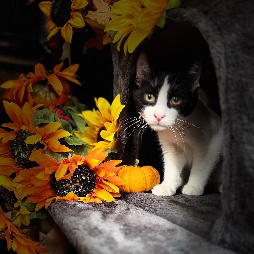 1219 Panda, a Adoptable Domestic Short Hair in Abbeville, SC image 1/3