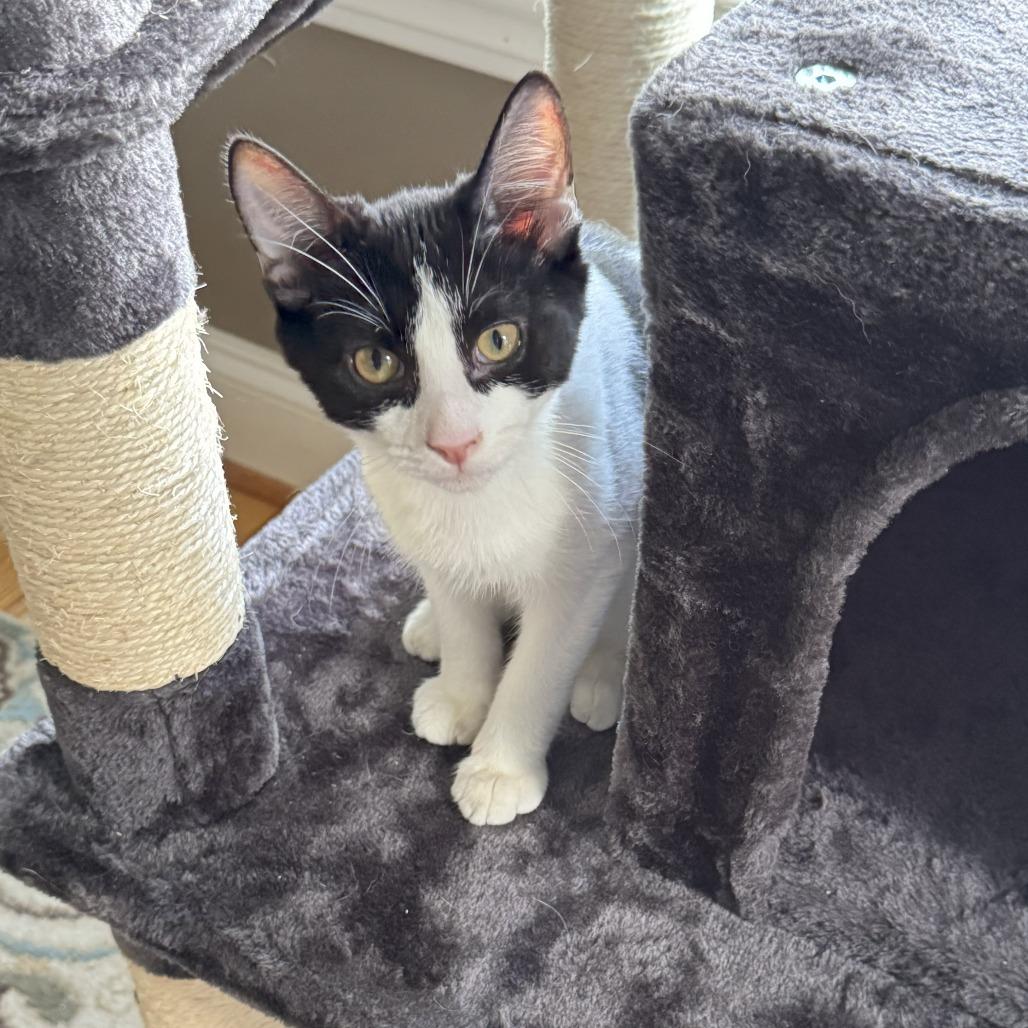 1219 Panda, a Adoptable Domestic Short Hair in Abbeville, SC image 2/3